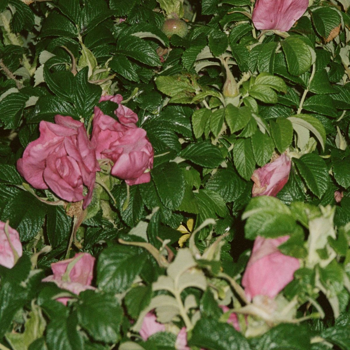 Αφρόλουτρο LA Bruket Body Wash Wild Rose