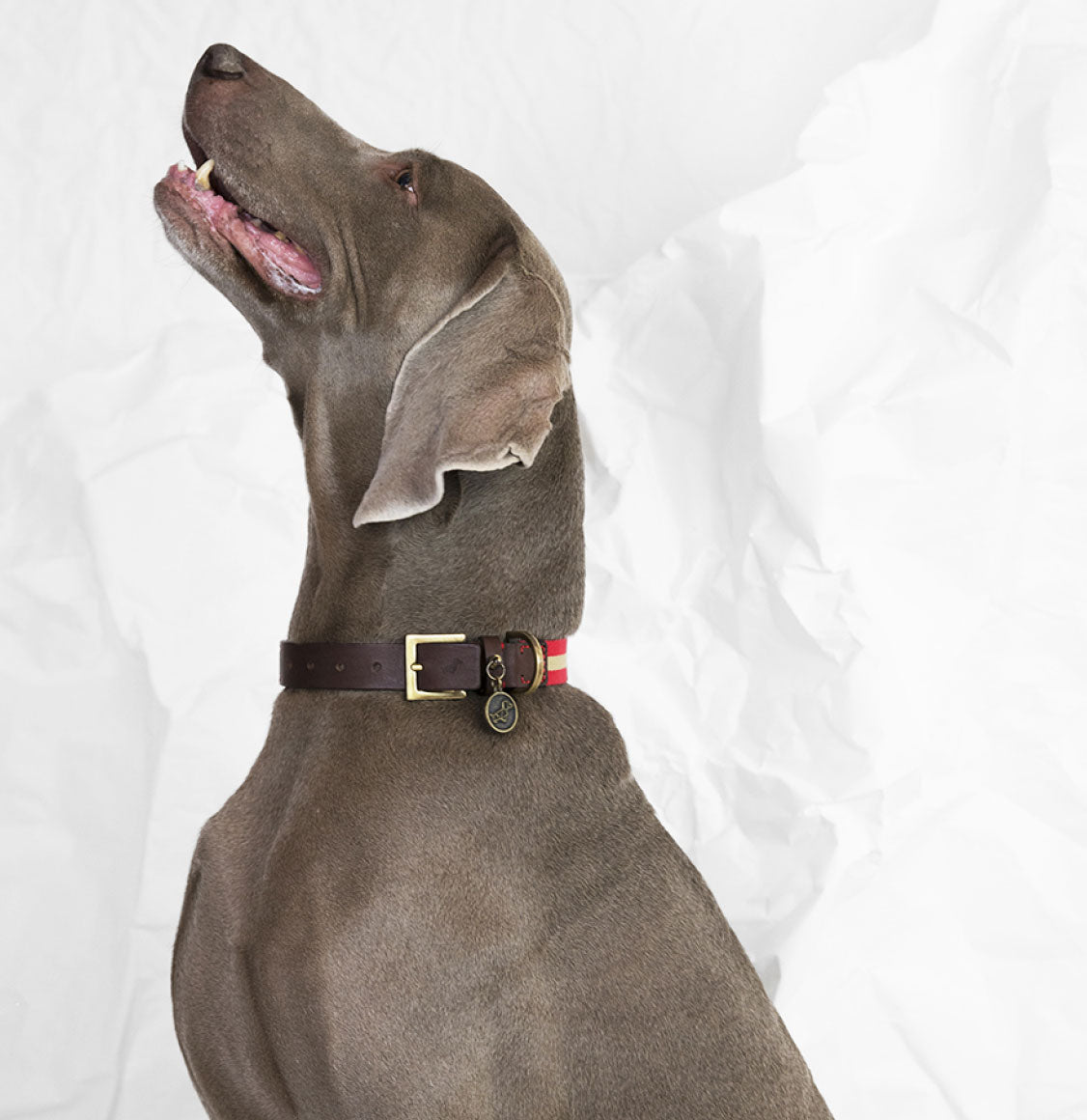 Poldo Dog Couture Portofino Dog Collar