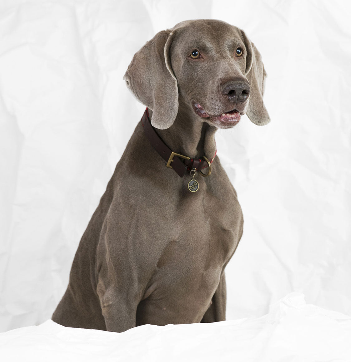 Περιλαίμιο Σκύλου Poldo Dog Couture Portofino Dog Collar