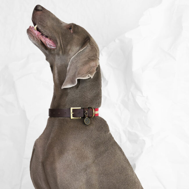 Περιλαίμιο Σκύλου Poldo Dog Couture Portofino Dog Collar